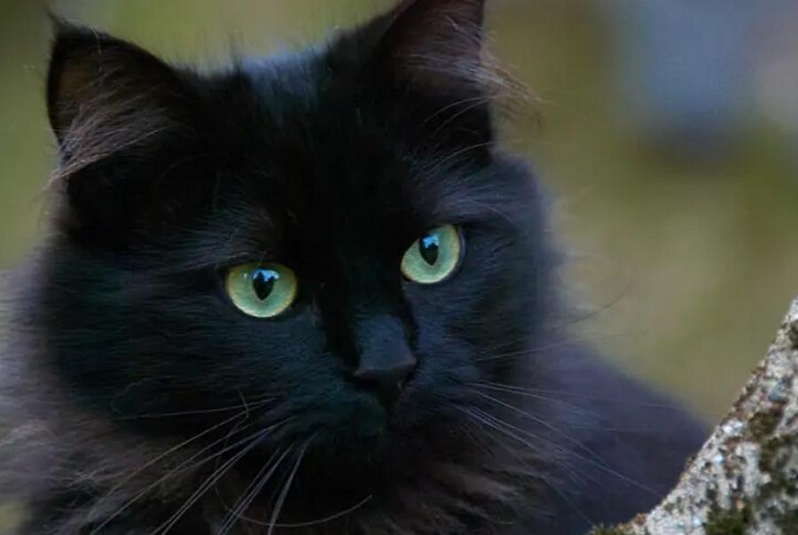 Όλες οι μαύρες γάτες έχουν πράσινα μάτια; Πληροφορίες, Χαρακτηριστικά & Προκαταλήψεις