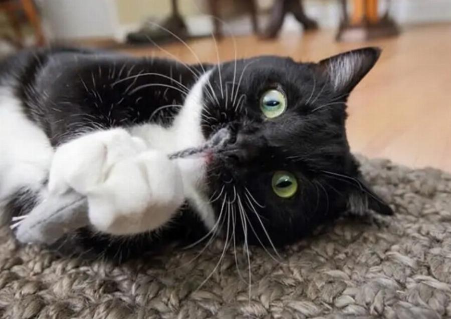 200+ ονόματα αδέσποτων γατών: Ιδέες για ανεξάρτητες γάτες