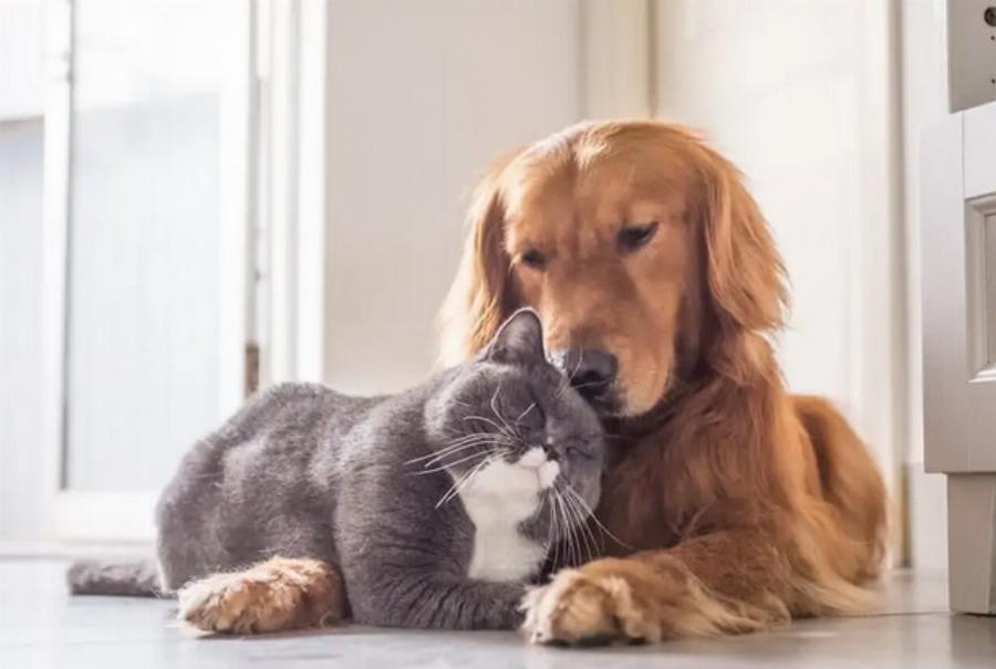 Τα πάνε καλά τα σκυλιά Μαστίφ με τις γάτες; 7 συμβουλές για την ασφαλή γνωριμία τους