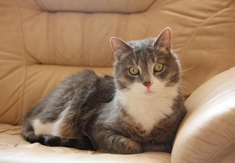 Τα πάνε καλά τα σκυλιά Μαστίφ με τις γάτες; 7 συμβουλές για την ασφαλή γνωριμία τους