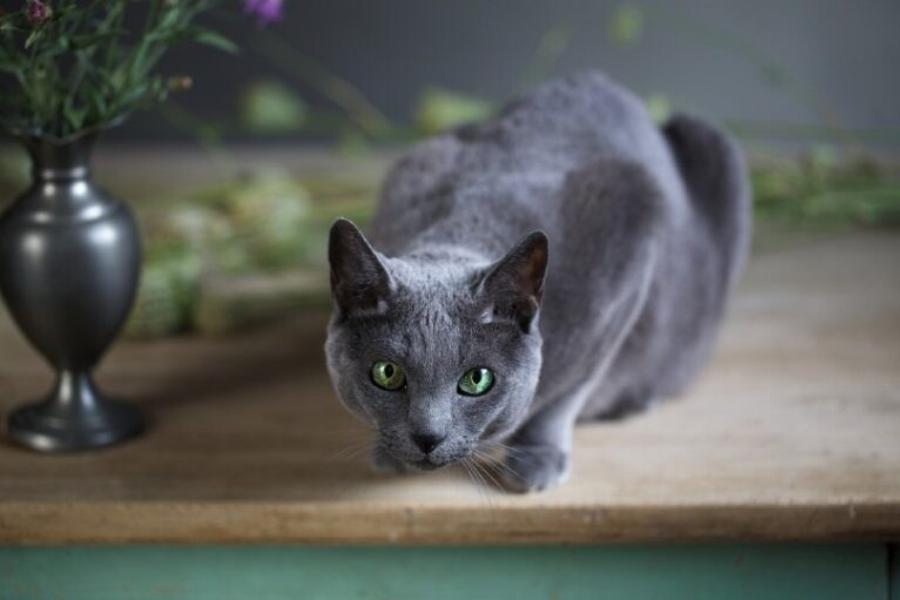 Έχουν όλες οι Russian Blue Γάτες πράσινα μάτια; Χαρακτηριστικά και πληροφορίες φυλής