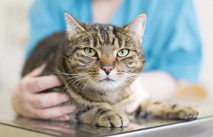 Μπορούν οι γάτες να φάνε καραμέλα; Εγκεκριμένες από κτηνίατρο πληροφορίες & Συχνές ερωτήσεις