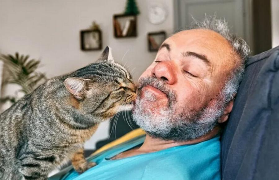 Μπορούν οι γάτες να ερωτευτούν; Πληροφορίες για τα συναισθήματα των γατών