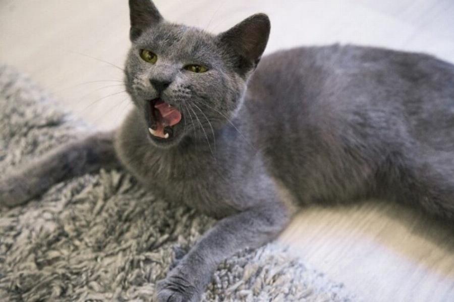 Έχουν όλες οι Russian Blue Γάτες πράσινα μάτια; Χαρακτηριστικά και πληροφορίες φυλής