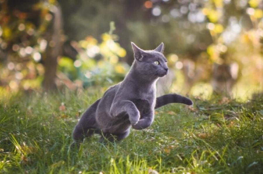 Έχουν όλες οι Russian Blue Γάτες πράσινα μάτια; Χαρακτηριστικά και πληροφορίες φυλής