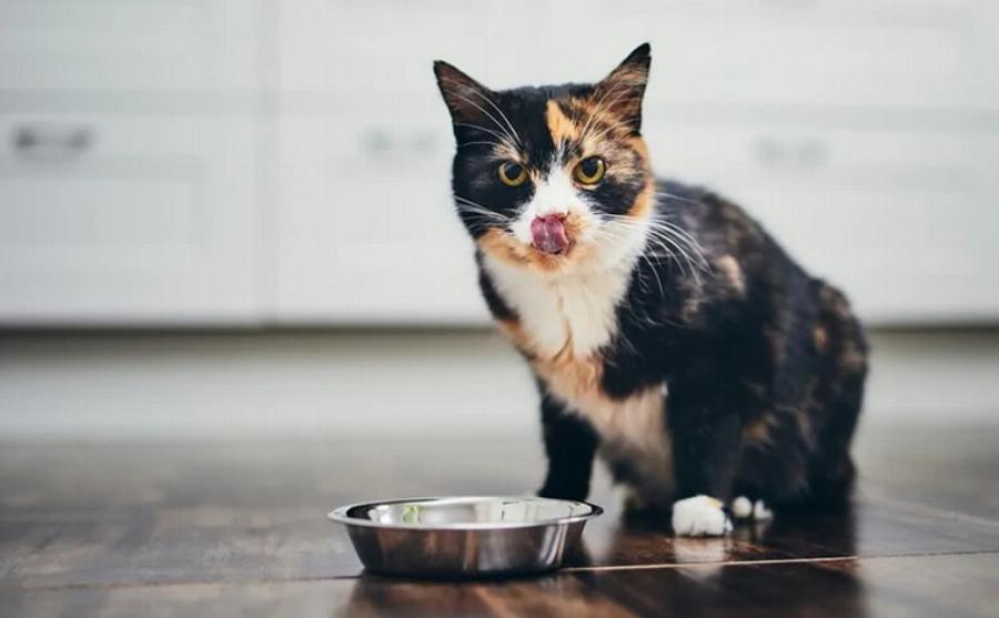 Μπορούν οι γάτες να φάνε χοιρινό; Πληροφορίες που έχουν αξιολογηθεί από κτηνίατρο