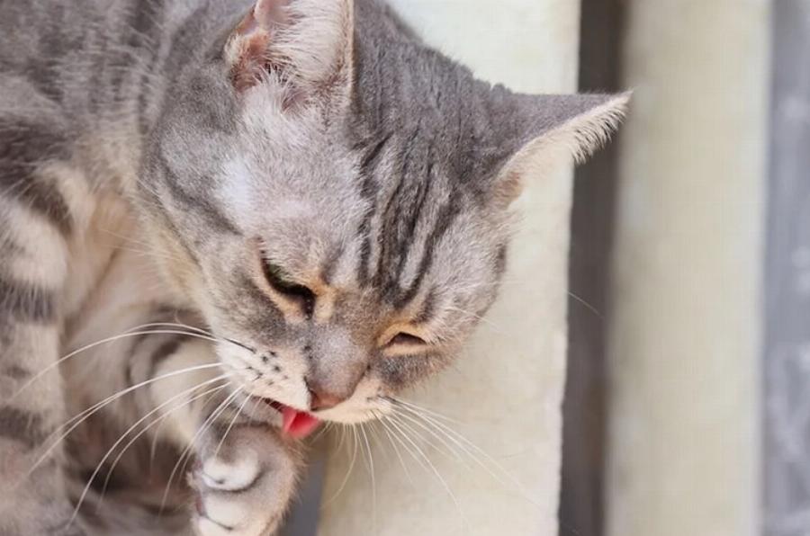 Γιατί η γάτα μου ξερνάει μετά το φαγητό; 6 λόγοι & λύσεις από κτηνίατρο