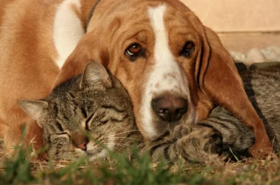 Τα πάνε τα Basset Hounds καλά με τις γάτες; Χαρακτηριστικά ιδιοσυγκρασίας & προσωπικότητας
