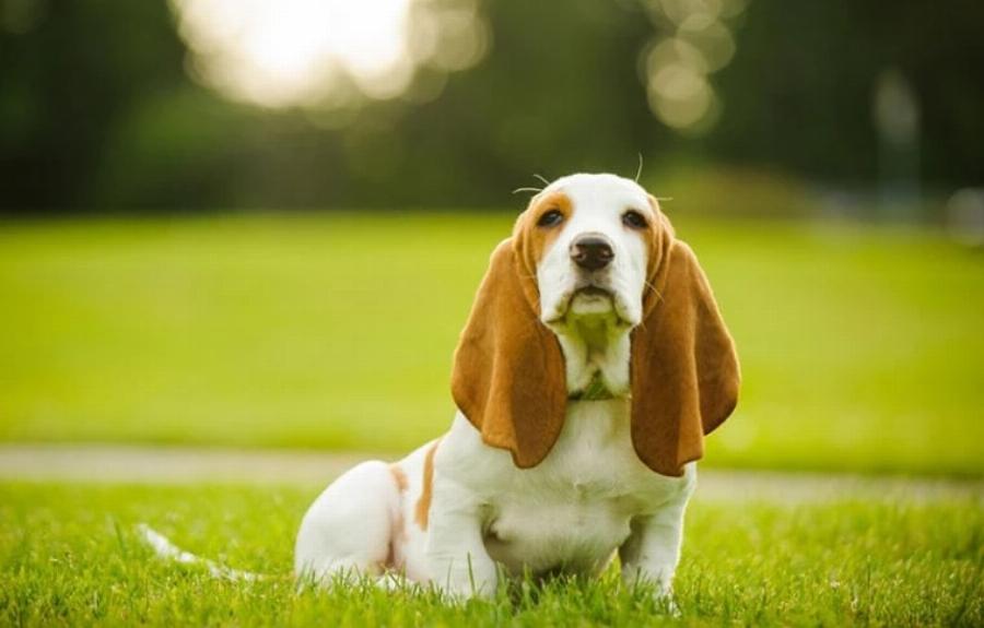 Τα πάνε τα Basset Hounds καλά με τις γάτες; Χαρακτηριστικά ιδιοσυγκρασίας & προσωπικότητας