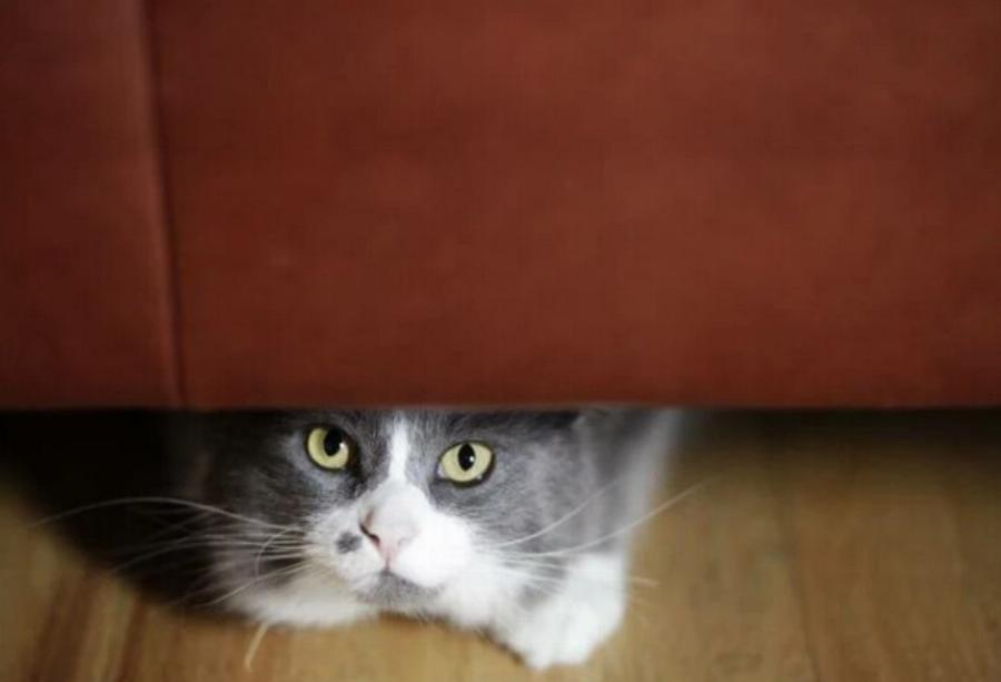 Πώς να σταματήσετε τις γάτες να πηγαίνουν κάτω από τον καναπέ -7 αποτελεσματικές μέθοδοι