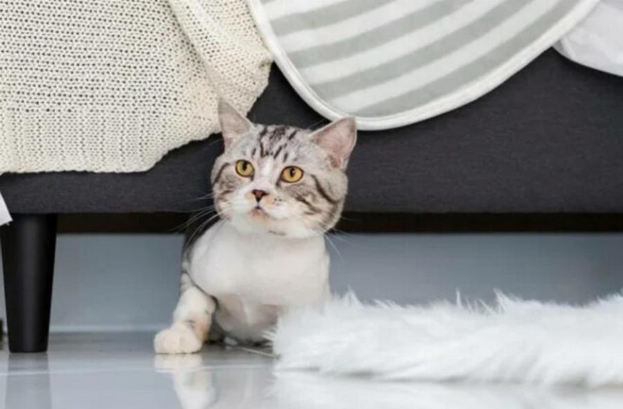Πώς να σταματήσετε τις γάτες να πηγαίνουν κάτω από τον καναπέ -7 αποτελεσματικές μέθοδοι