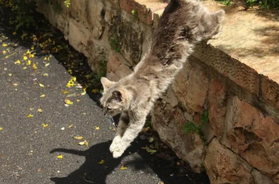 Πώς οι γάτες πηδούν τόσο ψηλά; Εξερευνώντας τη φυσιολογία τους