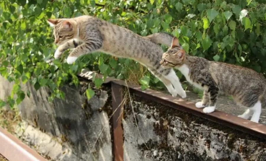 Πώς οι γάτες πηδούν τόσο ψηλά; Εξερευνώντας τη φυσιολογία τους