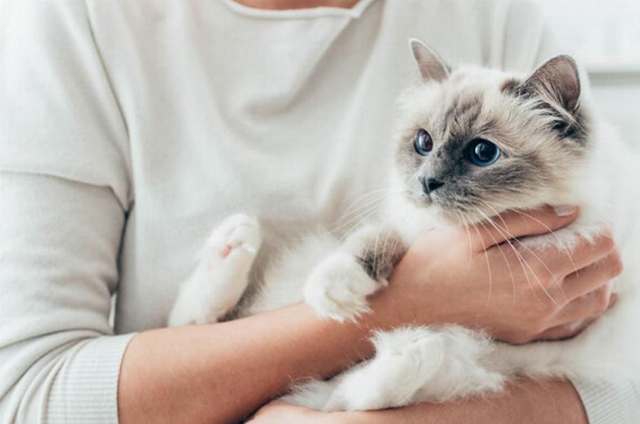 10 ενδιαφέρουσες πληροφορίες για τη γάτα Birman για όλους τους λάτρεις της συγκεκριμένης φυλής