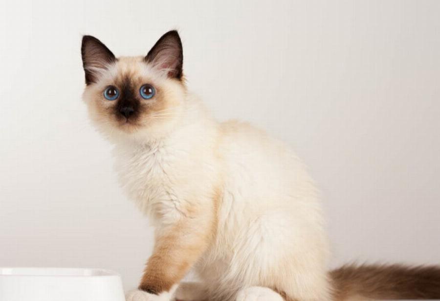 10 ενδιαφέρουσες πληροφορίες για τη γάτα Birman για όλους τους λάτρεις της συγκεκριμένης φυλής