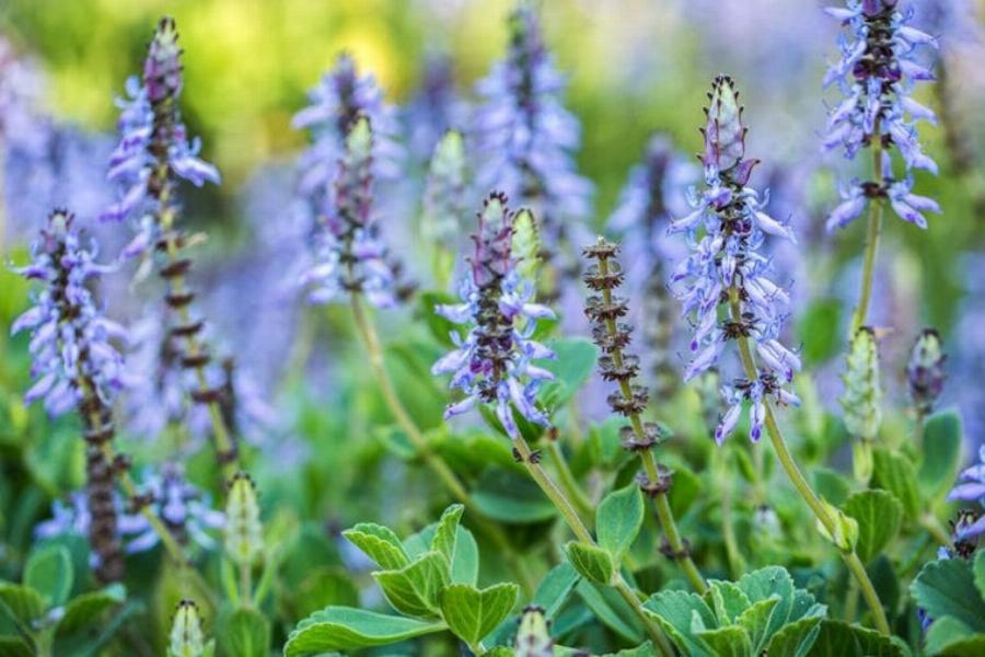 Φυτά και γάτες: 10 υπέροχα φυτά για να κρατάτε τις γάτες μακριά από τον κήπο σας