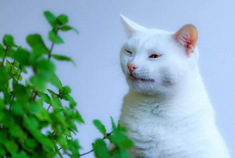 Φυτά και γάτες: 10 υπέροχα φυτά για να κρατάτε τις γάτες μακριά από τον κήπο σας