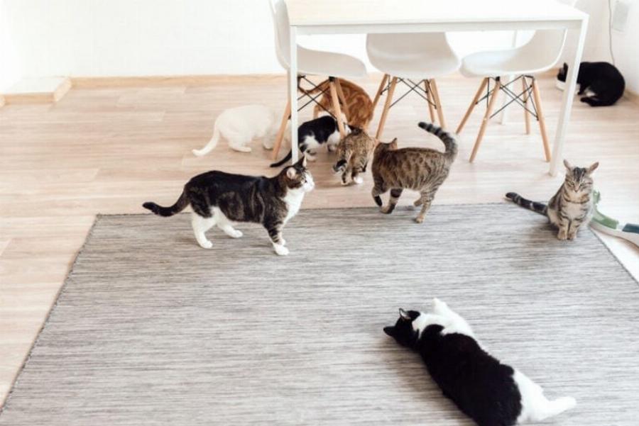 Πώς να καταλάβετε αν οι γάτες είναι σας είναι συναισθηματικά δεμένες: 6 κοινά σημάδια