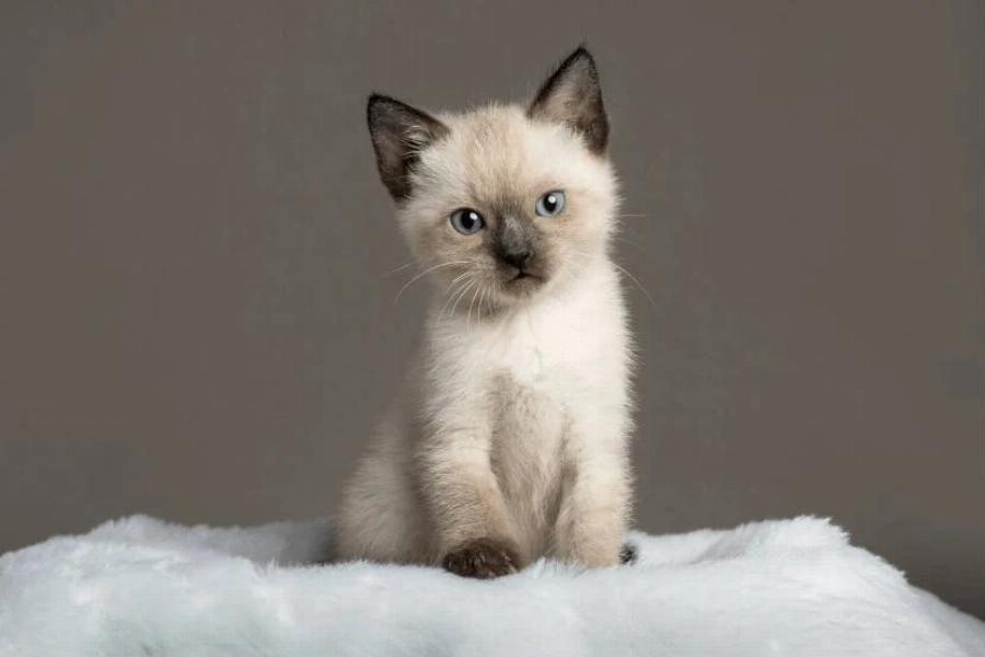 Φυλή γάτας: Είναι οι σιαμέζικες γάτες υποαλλεργικές; – Χρήσιμες πληροφορίες