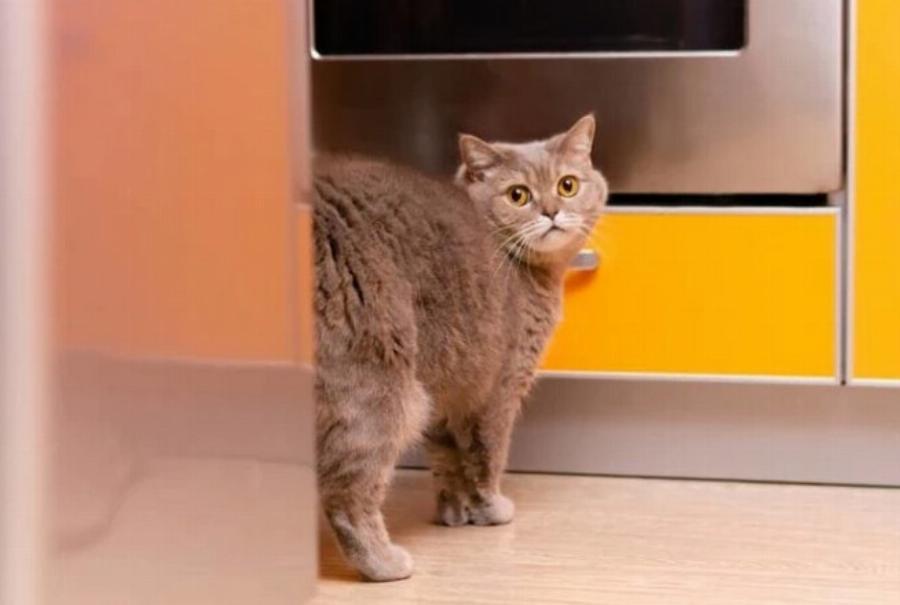 Πώς περπατούν οι γάτες τόσο αθόρυβα; Τι λέει η επιστήμη