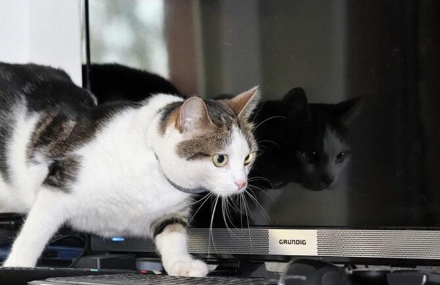 Πώς περπατούν οι γάτες τόσο αθόρυβα; Τι λέει η επιστήμη