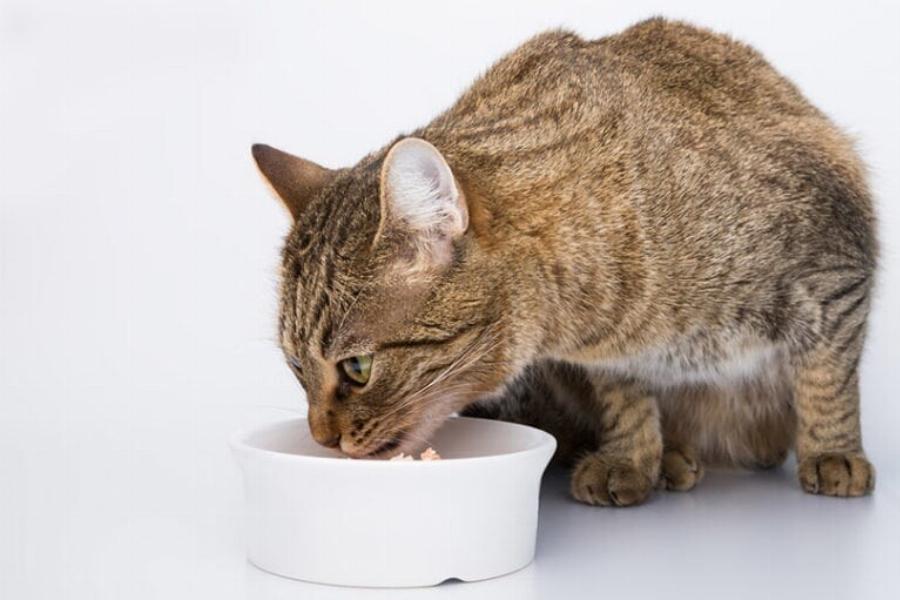 Μπορούν οι γάτες να φάνε μύδια; Εγκεκριμένα από κτηνίατρο στοιχεία για την υγεία και την ασφάλεια