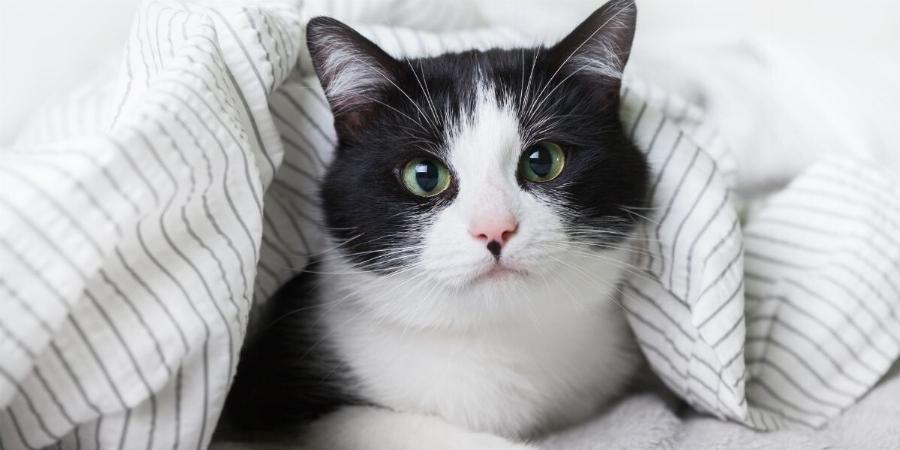 Το μυστήριο λύθηκε: Αυτοί είναι οι λόγοι που στις γάτες αρέσουν τόσο πολύ τα κουτιά