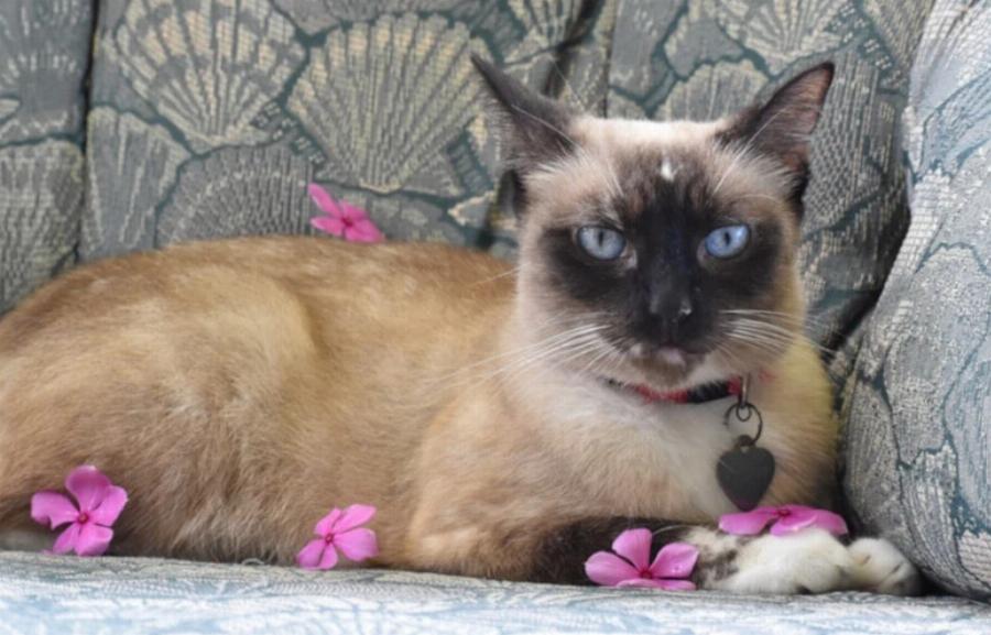 Πώς μπορούν οι γάτες να έχουν γατάκια διαφορετικού χρώματος; Πληροφορίες & Συχνές ερωτήσεις