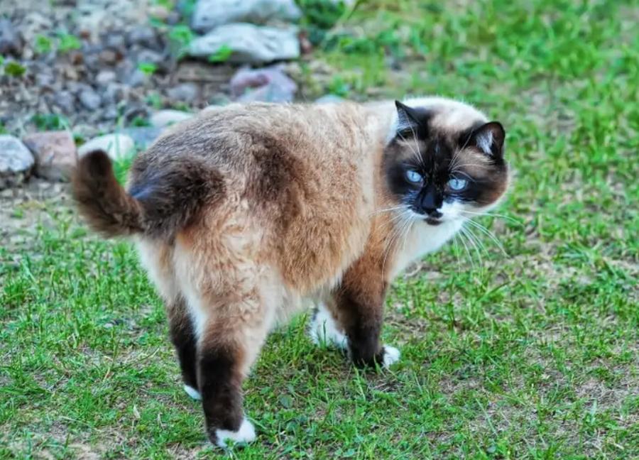 Πώς μπορούν οι γάτες να έχουν γατάκια διαφορετικού χρώματος; Πληροφορίες & Συχνές ερωτήσεις