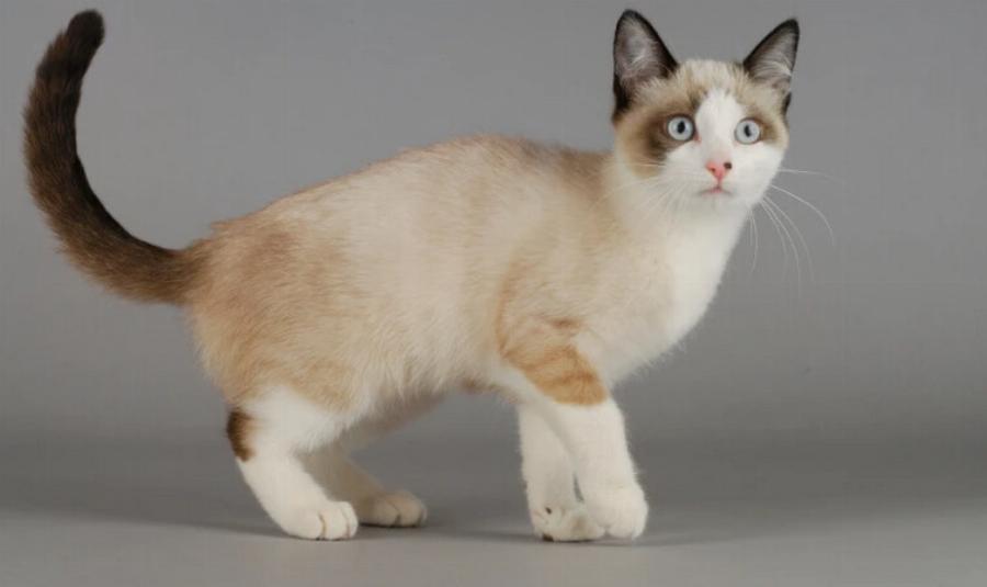 Πώς μπορούν οι γάτες να έχουν γατάκια διαφορετικού χρώματος; Πληροφορίες & Συχνές ερωτήσεις