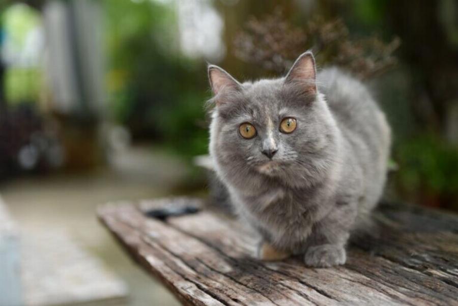 Οι πιο χαριτωμένες: Πέντε αξιαγάπητες φυλές γάτας με κοντά πόδια