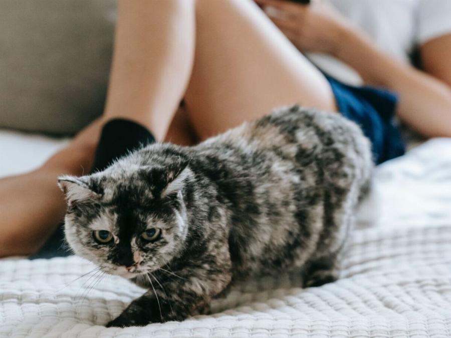 Οι πιο χαριτωμένες: Πέντε αξιαγάπητες φυλές γάτας με κοντά πόδια