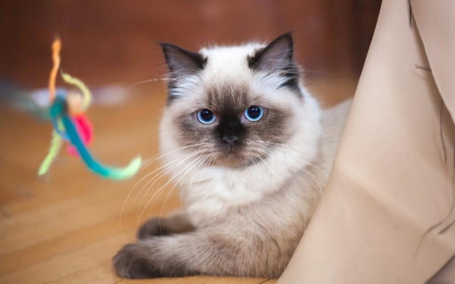 Γιατί οι γάτες κάθονται στα παιχνίδια τους; Αυτοί είναι οι 10 πιθανοί λόγοι