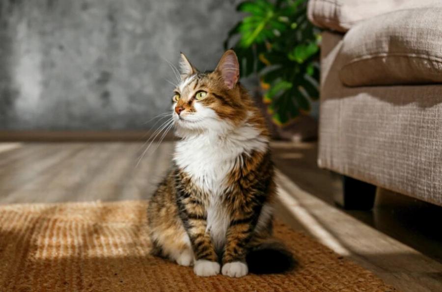 Γιατί οι γάτες κάθονται στα παιχνίδια τους; Αυτοί είναι οι 10 πιθανοί λόγοι