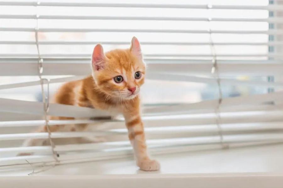 Τι είναι το γρασίδι για γάτες; Αυτοί είναι οι λόγοι που οι γάτες τρελαίνονται για αυτό- Όλα όσα πρέπει να ξέρετε