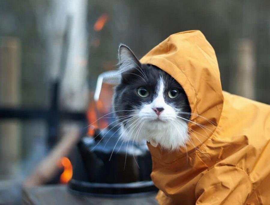 Κάμπινγκ με γάτες: 12 Συμβουλές & Κόλπα- Χρήσιμος οδηγός