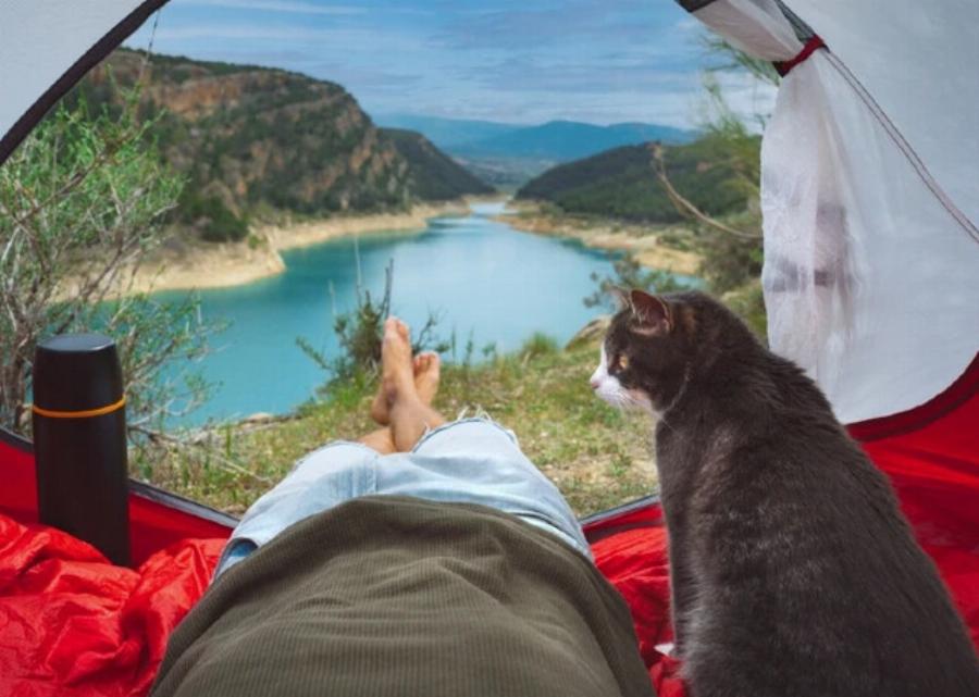 Κάμπινγκ με γάτες: 12 Συμβουλές & Κόλπα- Χρήσιμος οδηγός