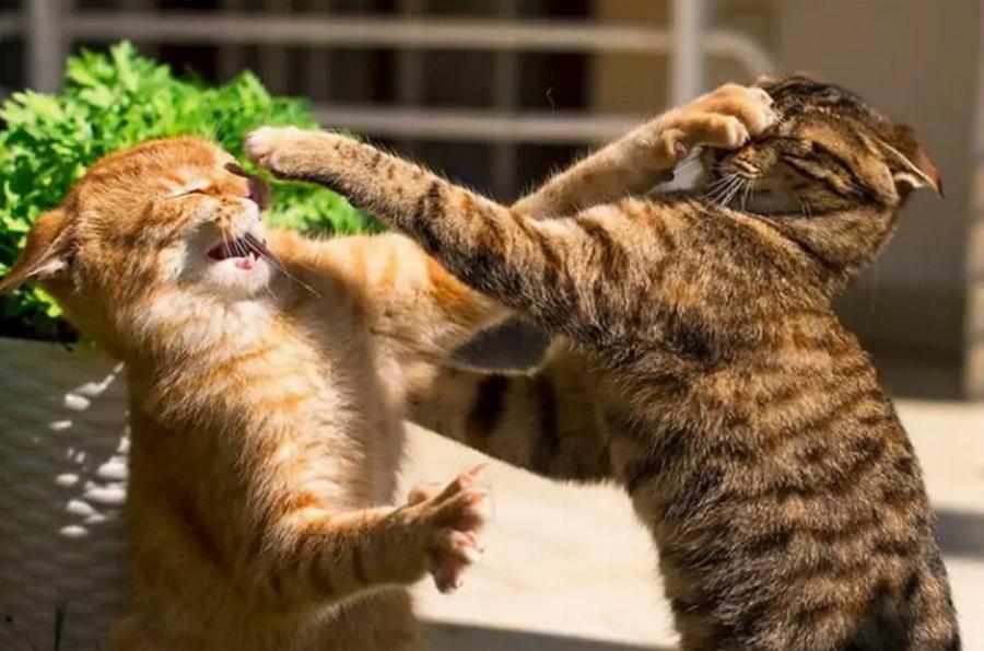 Οι γάτες τσακώνονται “μέχρι θανάτου”; – Πώς να τις σταματήσετε