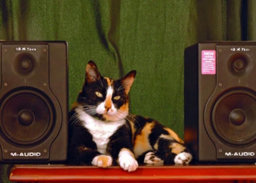 Τι προκαλεί ουλίτιδα στις γάτες; 9 λόγοι που εξετάστηκαν από κτηνίατρο