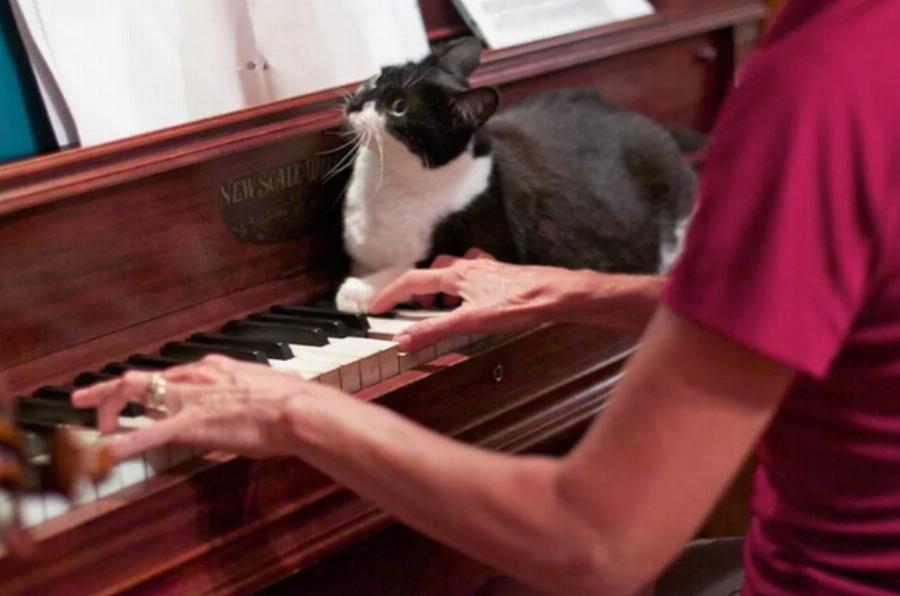 Τι προκαλεί ουλίτιδα στις γάτες; 9 λόγοι που εξετάστηκαν από κτηνίατρο