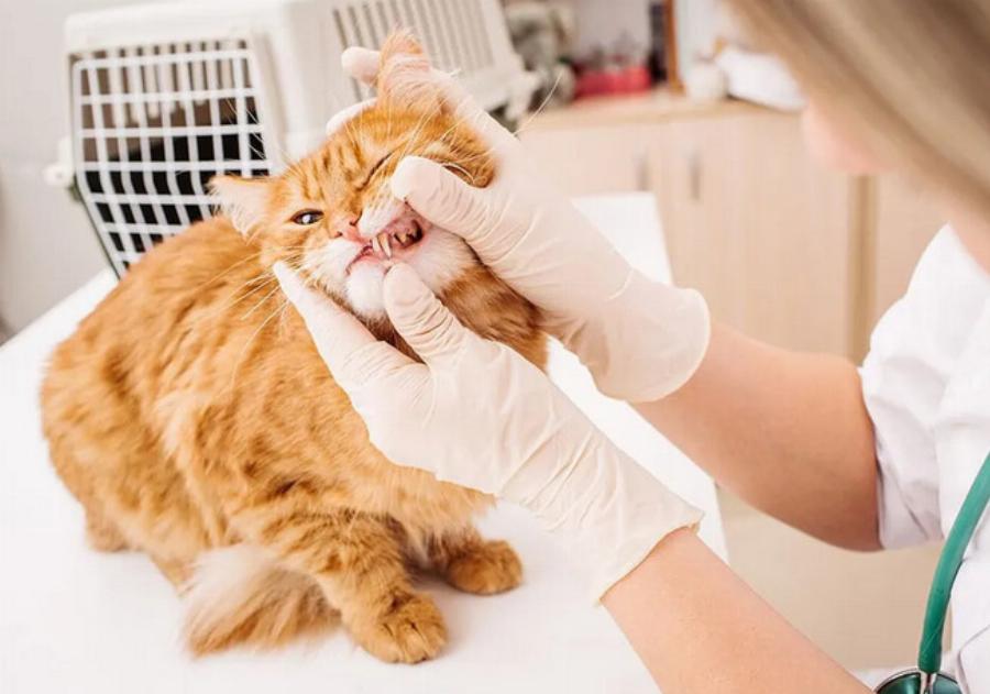 Τι προκαλεί ουλίτιδα στις γάτες; 9 λόγοι που εξετάστηκαν από κτηνίατρο