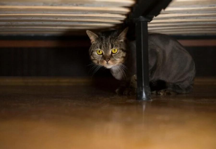 Γιατί στις γάτες αρέσει να κρύβονται σε σκοτεινά μέρη; Αυτοί είναι οι 16 πιθανοί λόγοι