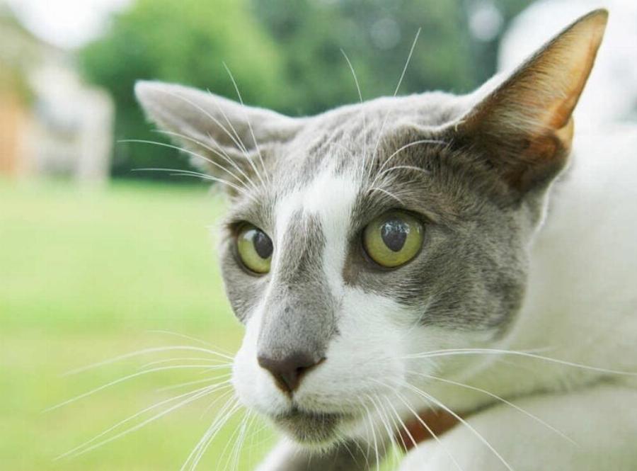 Έχουν όλες οι γάτες βλεφαρίδες; Εγκεκριμένες από κτηνίατρο πληροφορίες & Συχνές ερωτήσεις