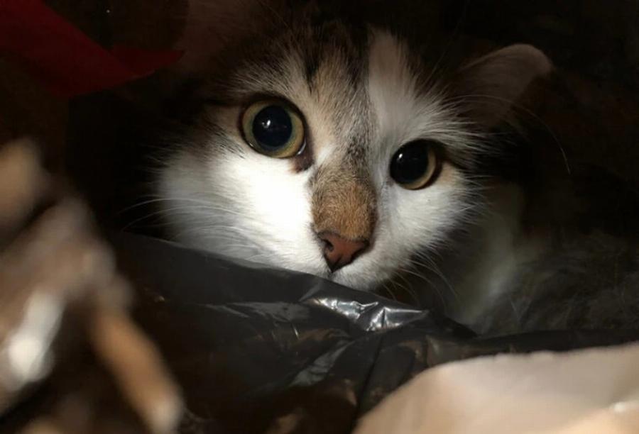 Γιατί στις γάτες αρέσει να κρύβονται σε σκοτεινά μέρη; Αυτοί είναι οι 16 πιθανοί λόγοι