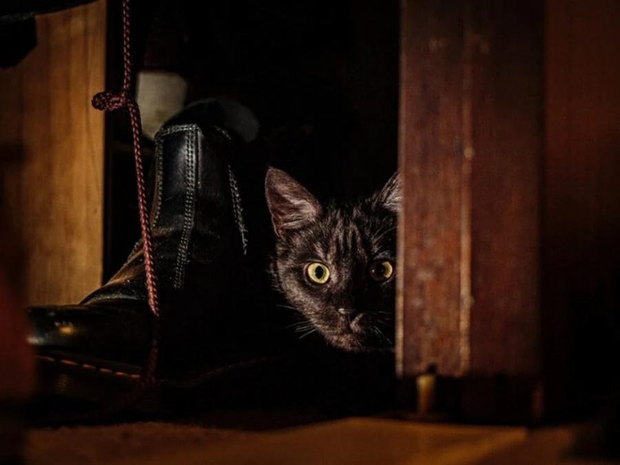 Γιατί στις γάτες αρέσει να κρύβονται σε σκοτεινά μέρη; Αυτοί είναι οι 16 πιθανοί λόγοι