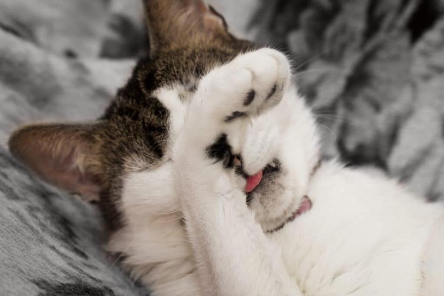 Πόσο μακριά μπορεί να μυρίσει η γάτα σας; Όλα όσα πρέπει να ξέρετε για την όσφρηση της γάτας σας