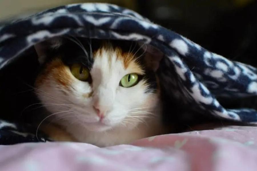 Στις γάτες αρέσουν οι κουβέρτες; Πληροφορίες & Συχνές ερωτήσεις