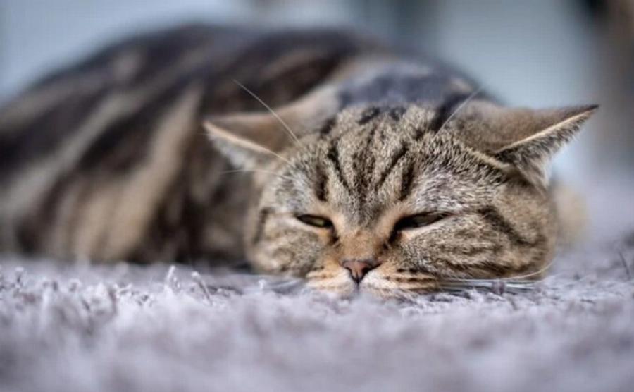 Υγεία γάτας: Αυτές είναι οι κύριες αιτίες των λοιμώξεων του ουροποιητικού συστήματος στις γάτες