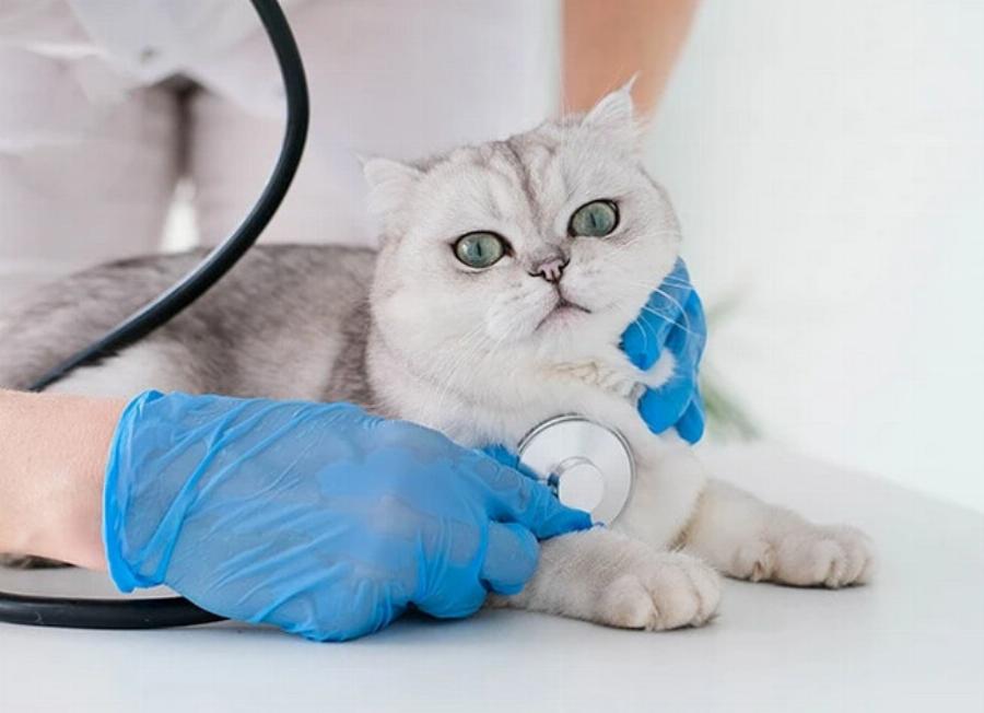 Υγρό στους πνεύμονες μιας γάτας: Συμπτώματα, αιτίες & θεραπεία