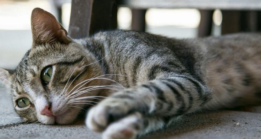 Έρευνα αποκαλύπτει: Οι γάτες θρηνούν βαθιά την απώλεια άλλων κατοικίδιων